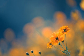 深圳哪里有摘草莓的地方？