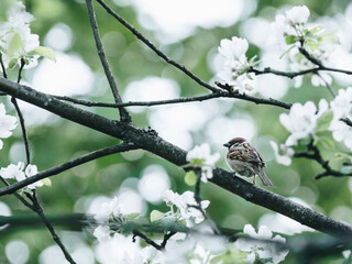 广播稿100字(生活小百科)