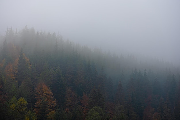 巫师3二周目鼠李草怎么扔